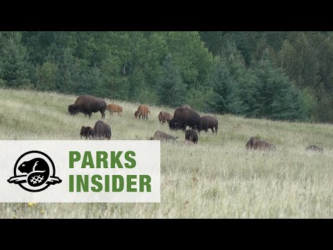 Restoring a healthy Sturgeon River plains bison population